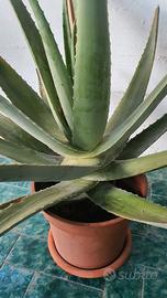 aloe vera barbadensis
