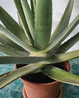 aloe vera barbadensis