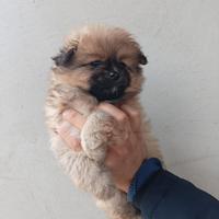 Spitz pomerania femminuccia