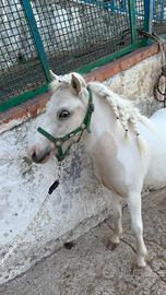 Cavallo