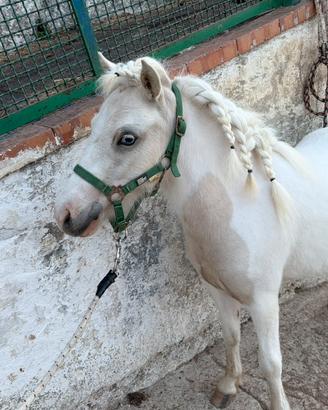 Cavallo