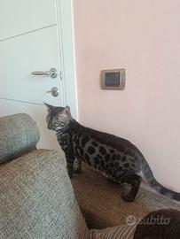 Gattino bengala maschio