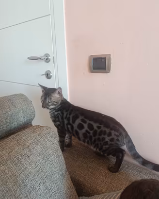 Gattino bengala maschio