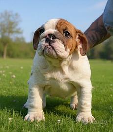 Bulldog inglese femminuccia