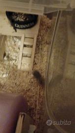 Criceti winter white