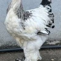 Galline e Galli Brahma Bianco Columbia orlato nero