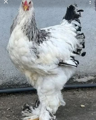 Galline e Galli Brahma Bianco Columbia orlato nero