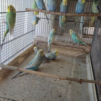 Cocorite Rainbow e Hagoromo