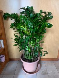 Pianta zamioculcas zamiifolia ,pianta di padre pio