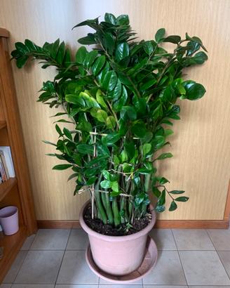 Pianta zamioculcas zamiifolia ,pianta di padre pio