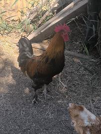 Gallo