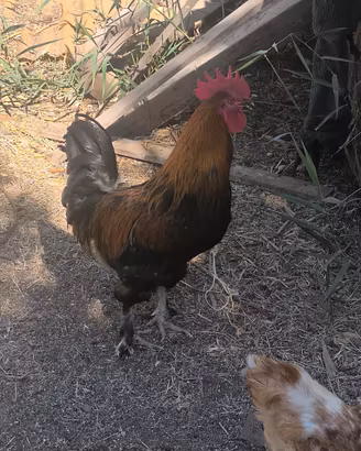 Gallo