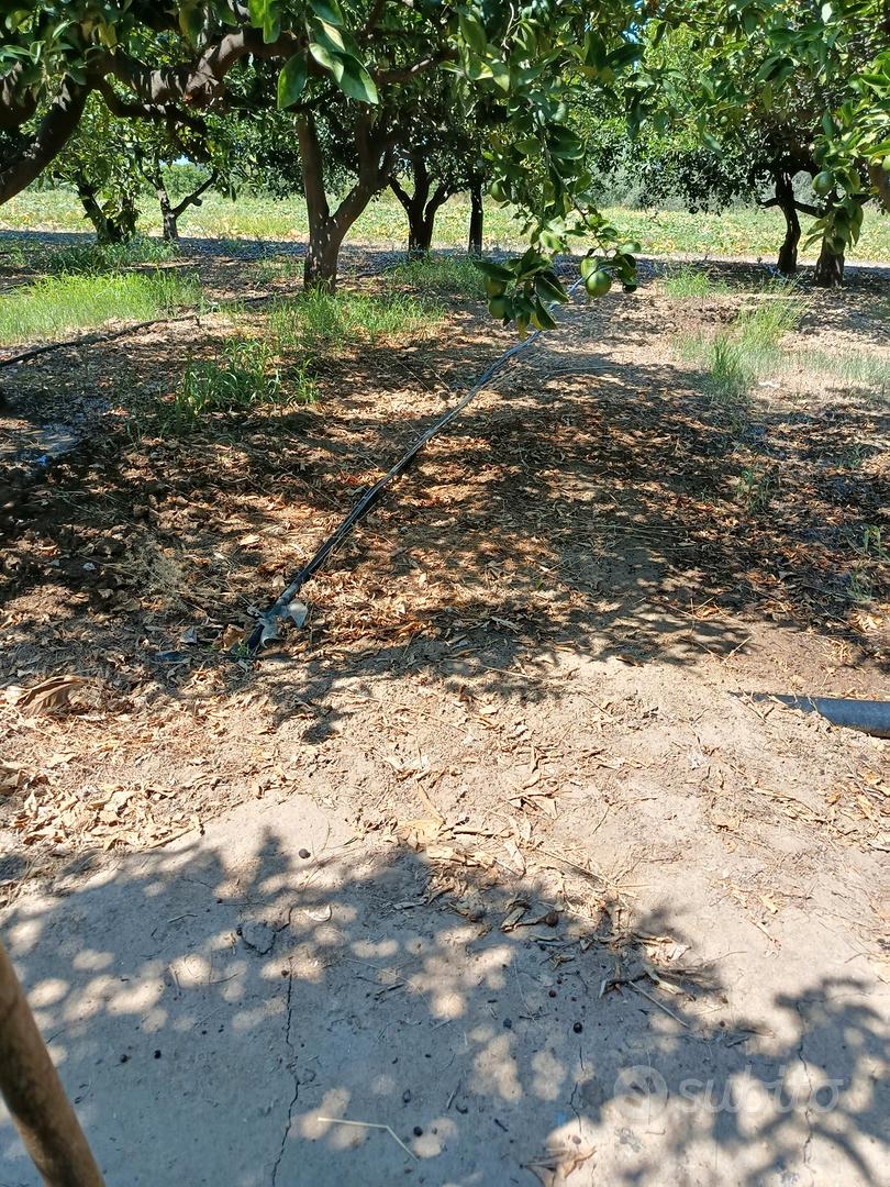 Agrumeto a 200 metri dalla SS113 Termini Imerese - Vista 5