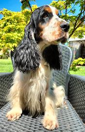 Cocker Spaniel Inglese 