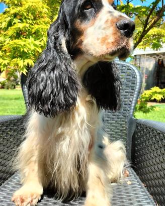 Cocker Spaniel Inglese 