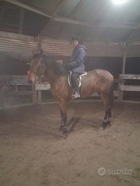 Cavalla torreluna 3 anni
