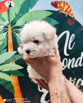 Maltipoo