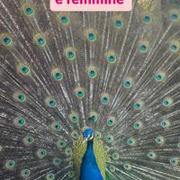 Pavoni maschi e femmine