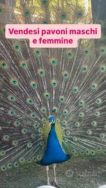 Pavoni maschi e femmine