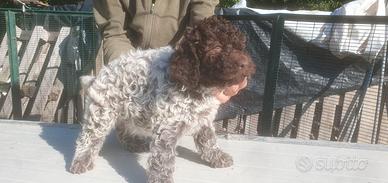 Cuccioli Lagotto Romagnolo da Tartufo