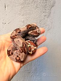 Femmine baby boa constrictor 2026