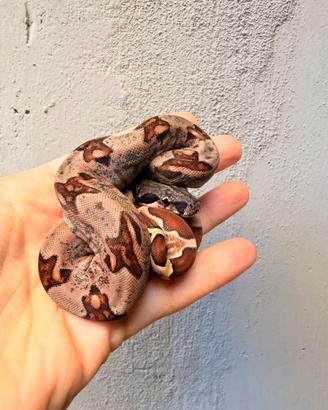 Femmine baby boa constrictor 2026