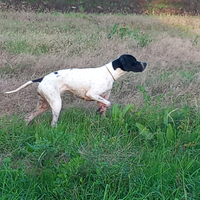 Cane Pointer