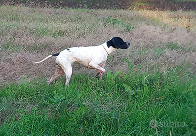 Cane Pointer