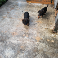 Bassotti tedeschi a pelo duro