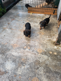 Bassotti tedeschi a pelo duro