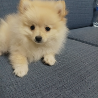 Cuccioli Volpini di Pomerania