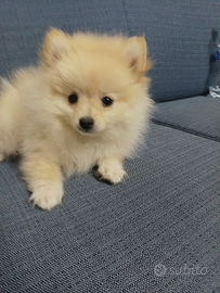 Cuccioli Volpini di Pomerania