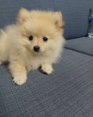 Cuccioli Volpini di Pomerania
