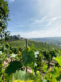 Vigneti in mombaruzzo