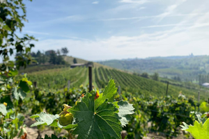 Vigneti in mombaruzzo