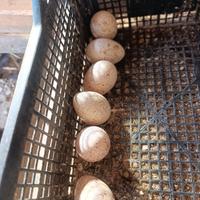 Tacchina selvatica americana