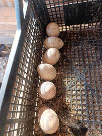 Tacchina selvatica americana