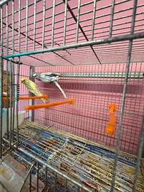 Coppia cocorite riproduttiva