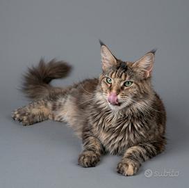 Femmina Maine Coon