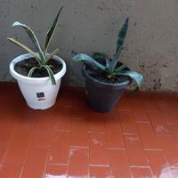 piante di Agave 