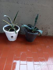 piante di Agave 