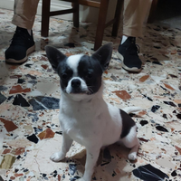 Cucciolo di chihuahua