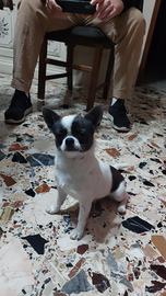 Cucciolo di chihuahua