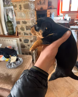 Cuccioli di pincher