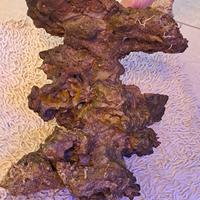 Rocciata rocce pesci