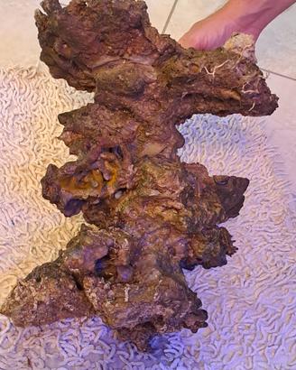 Rocciata rocce pesci