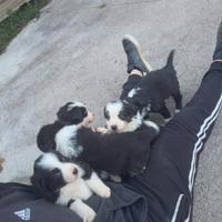 Cucciola Border collie