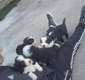 Cucciola Border collie