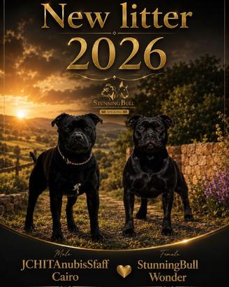Staffordshire Bull terrier