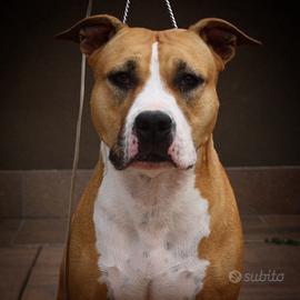 Femmina di Amstaff di 7 anni